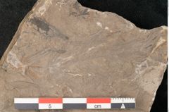 Foto (Detailansicht) von Cyclocarpus sp.  (NHMW-GEO-2024-0188-11154)
